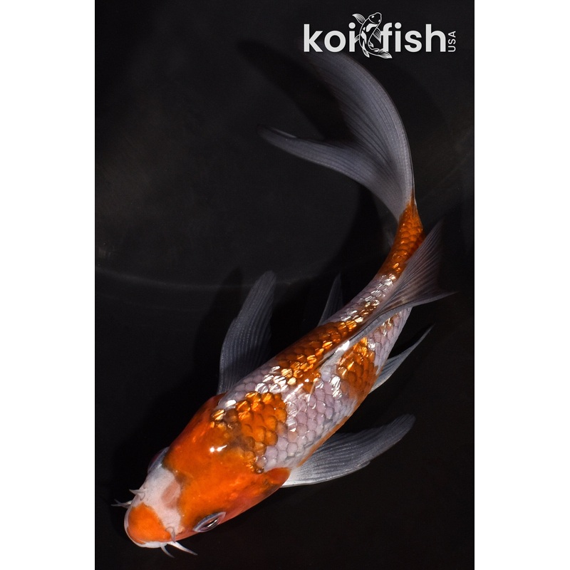 4.75" GINRIN OCHIBA SHIGURE BUTERFLY