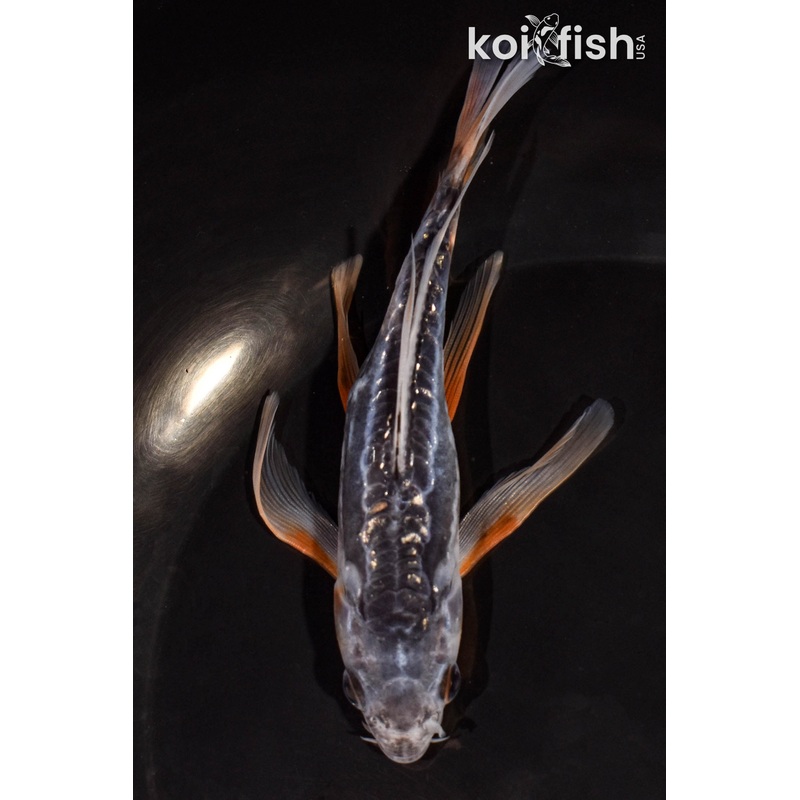 4.75" SHUSUI BUTTERFLY