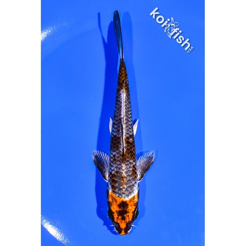 5.25" BENI GINGA