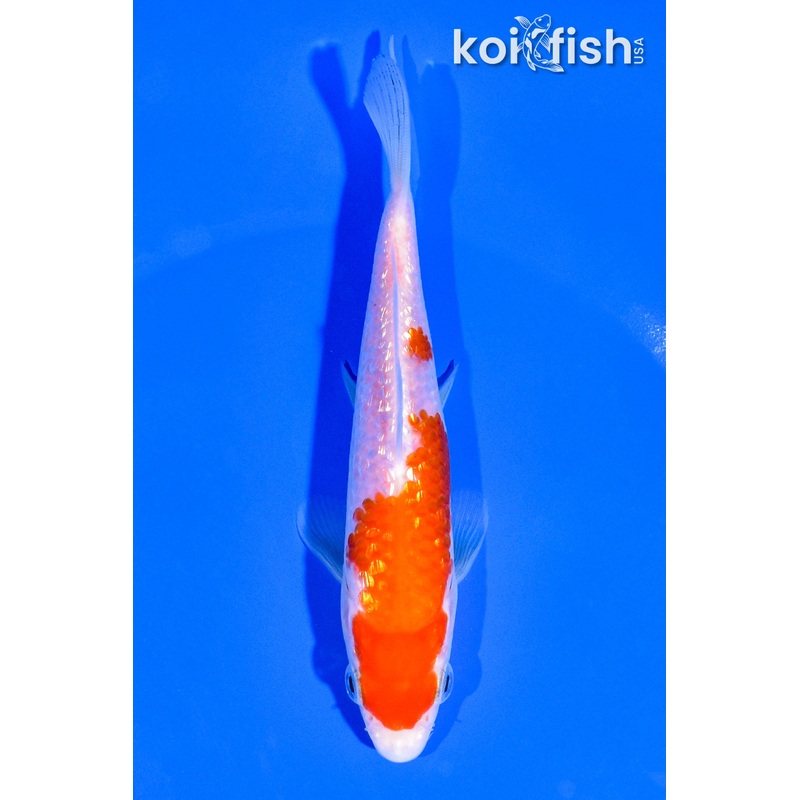 5.25" GINRIN KOHAKU