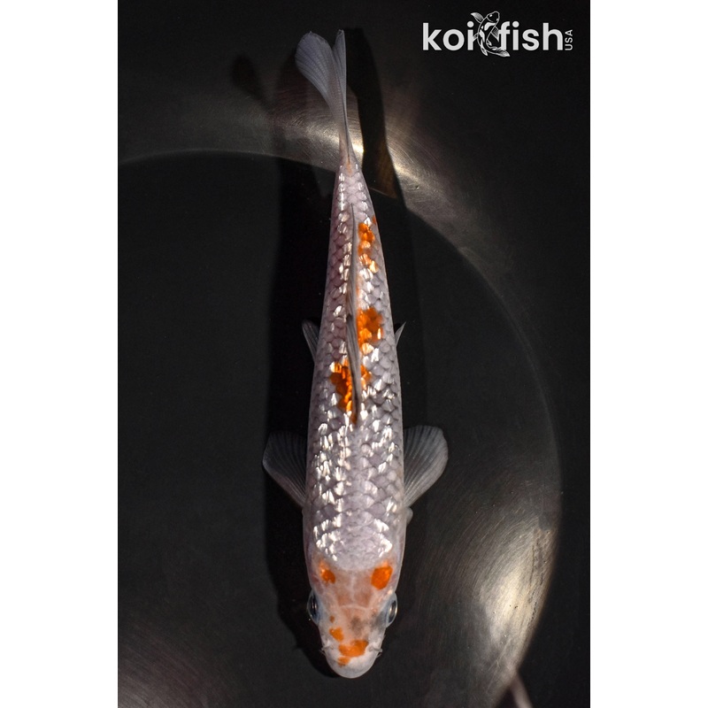 5.25" GINRIN OCHIBA SHIGURE