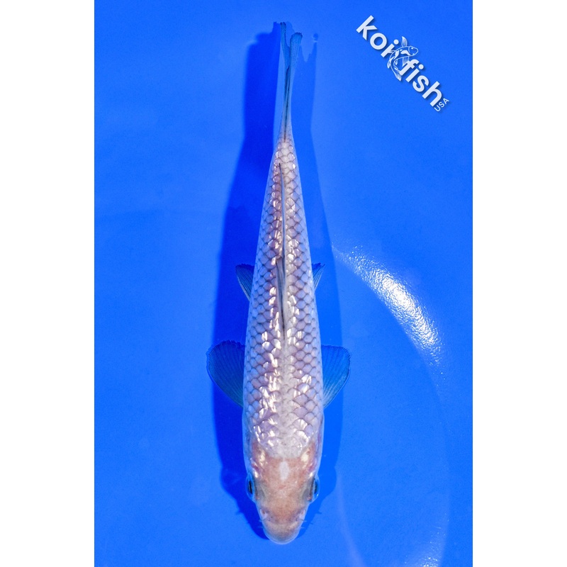 5.25" GINRIN SORAGOI