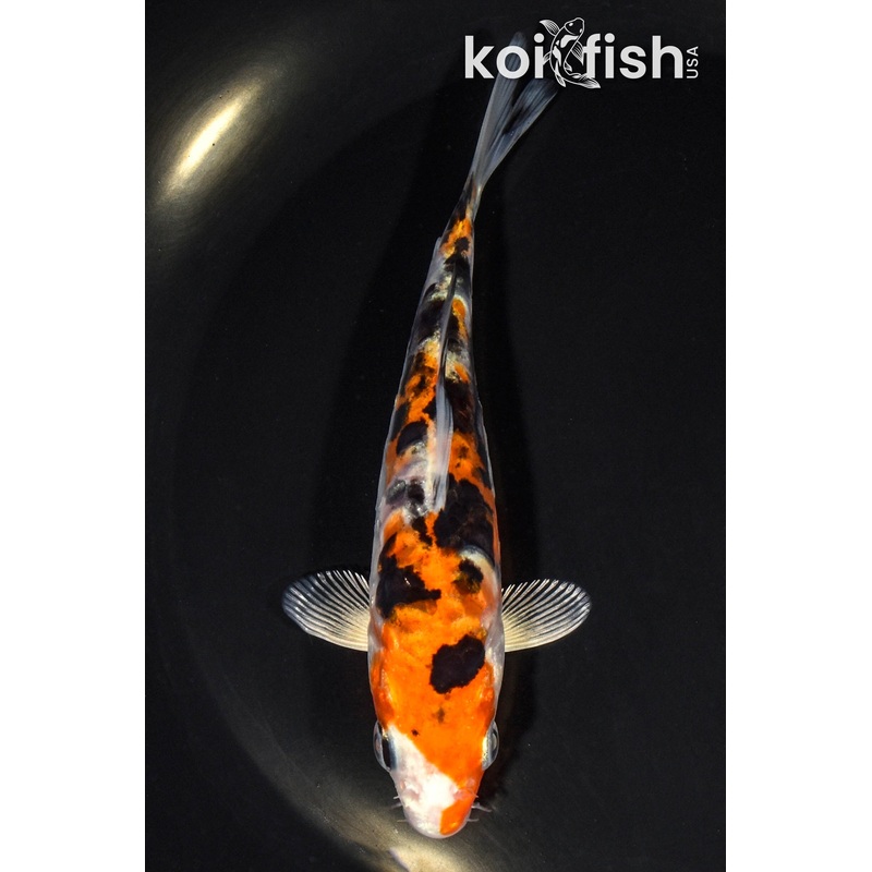 5.25" HEISEI NISHIKI