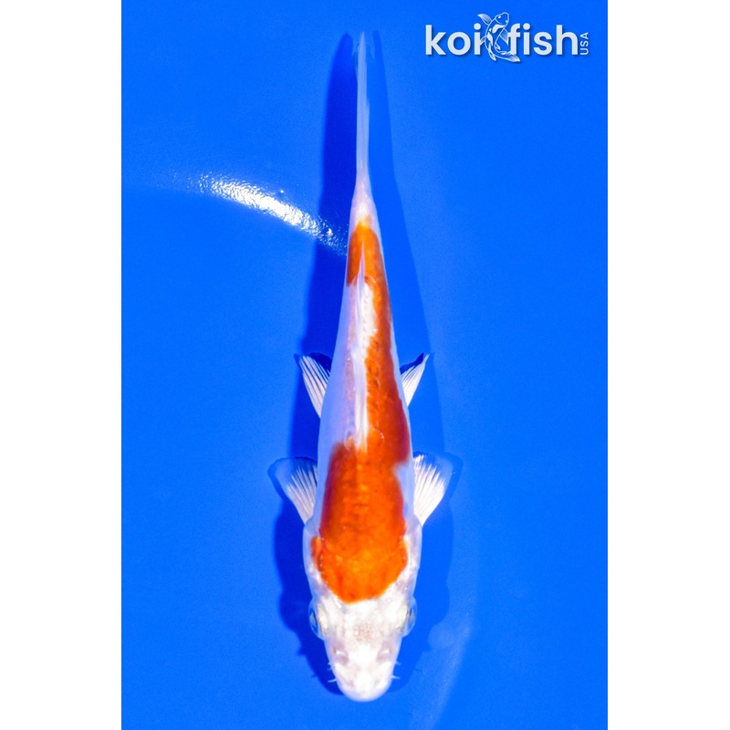 5.25" KIKUSUI