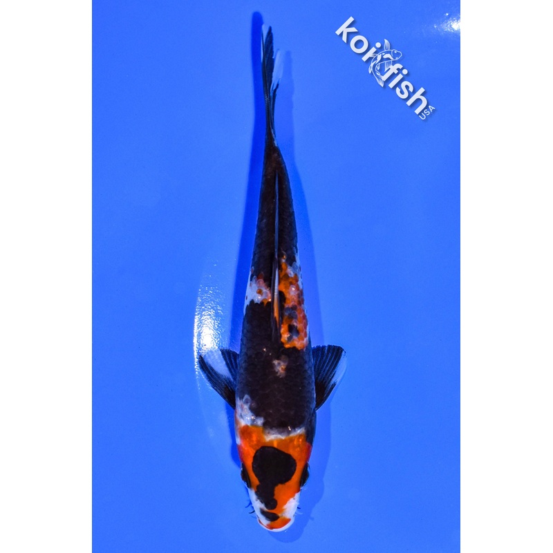 5.25" SHOWA