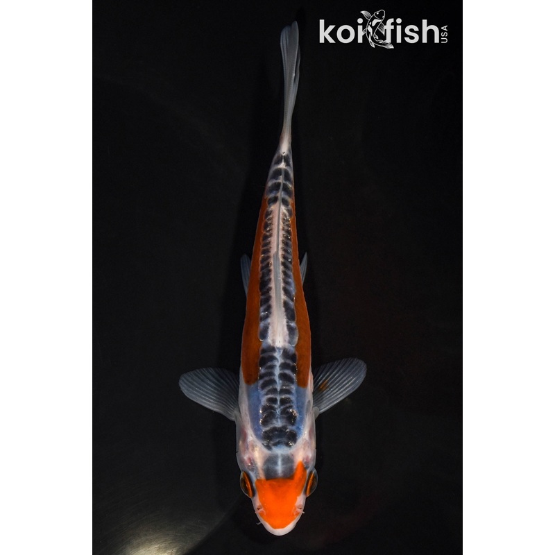 5.25" SHUSUI