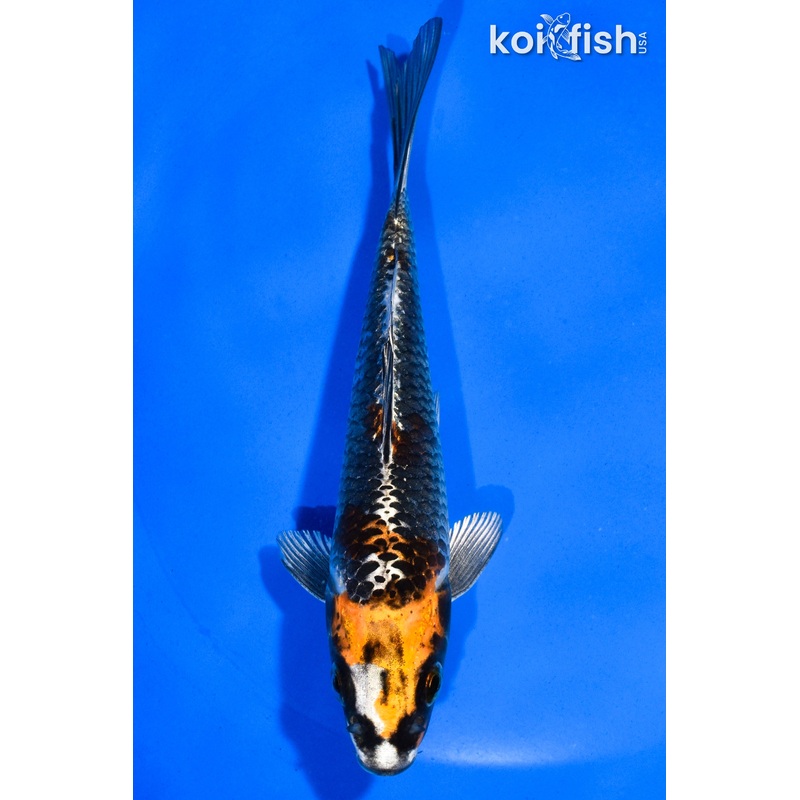 5.5" BENI GINGA