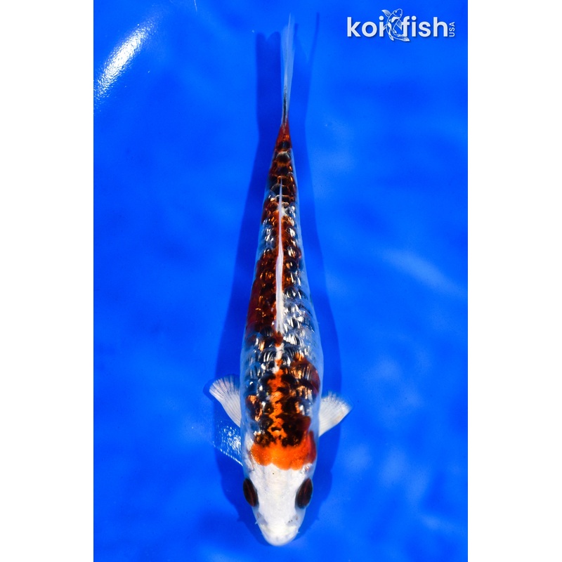 5.5" GINRIN ARAGOKE KUJAKU