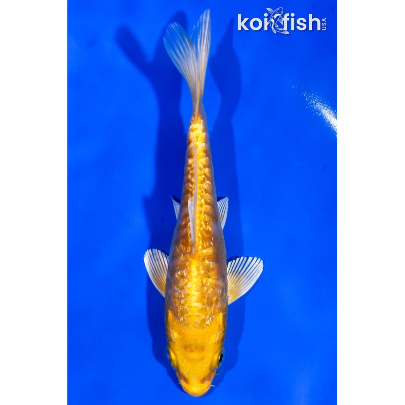 5.5" GINRIN ARAGOKE YAMABUKI OGON