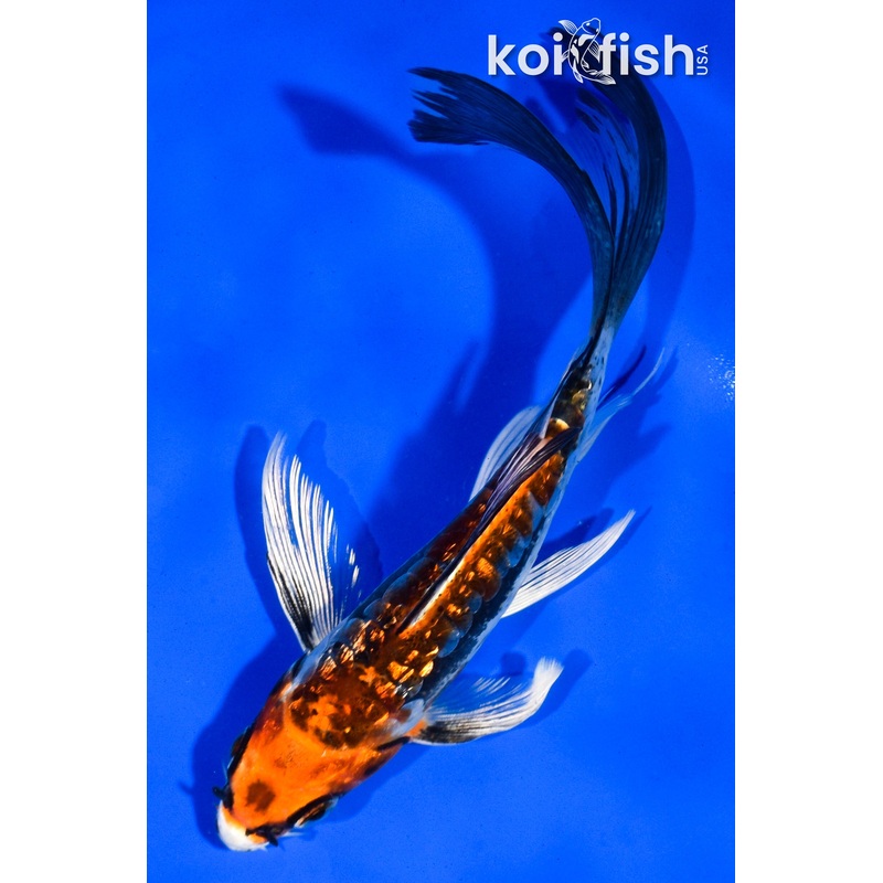 5.5" GINRIN BENI KIKOKURYU BUTTERFLY