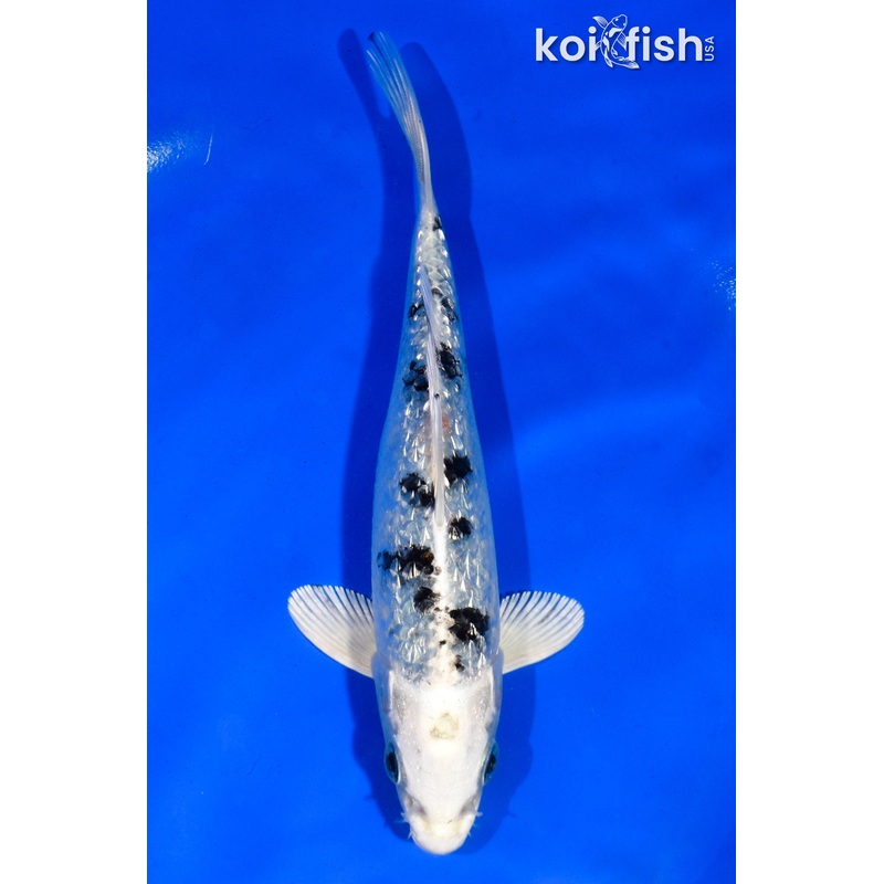 5.5" GINRIN GIN SHIRO BEKKO