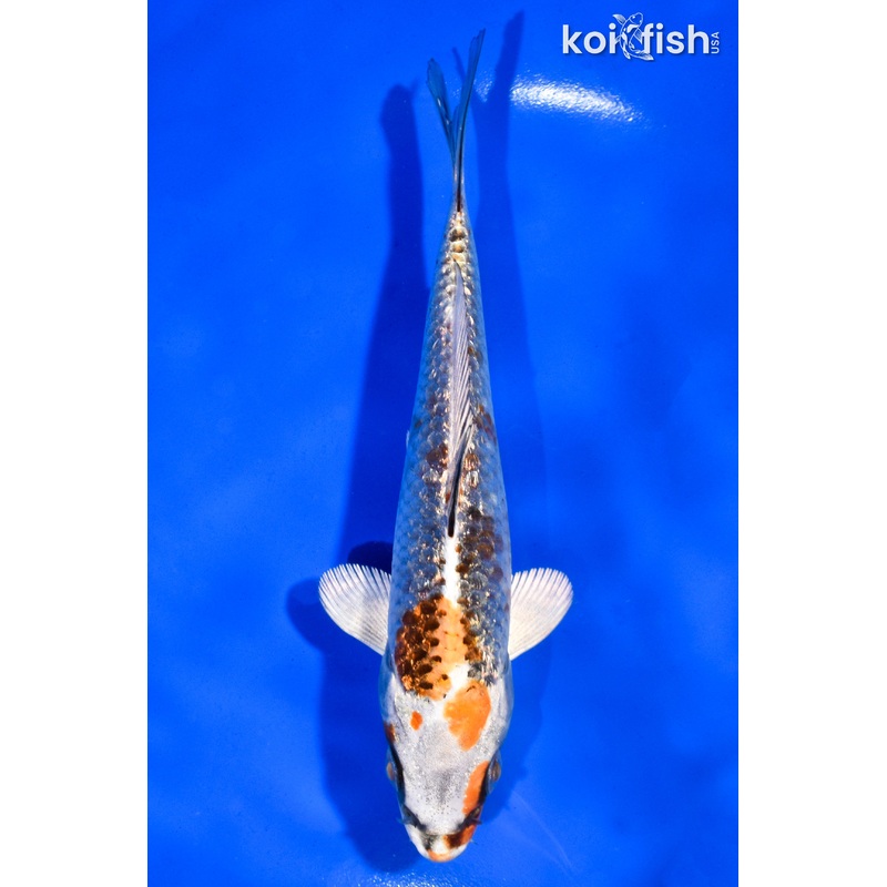 5.5" GINRIN KUJAKU