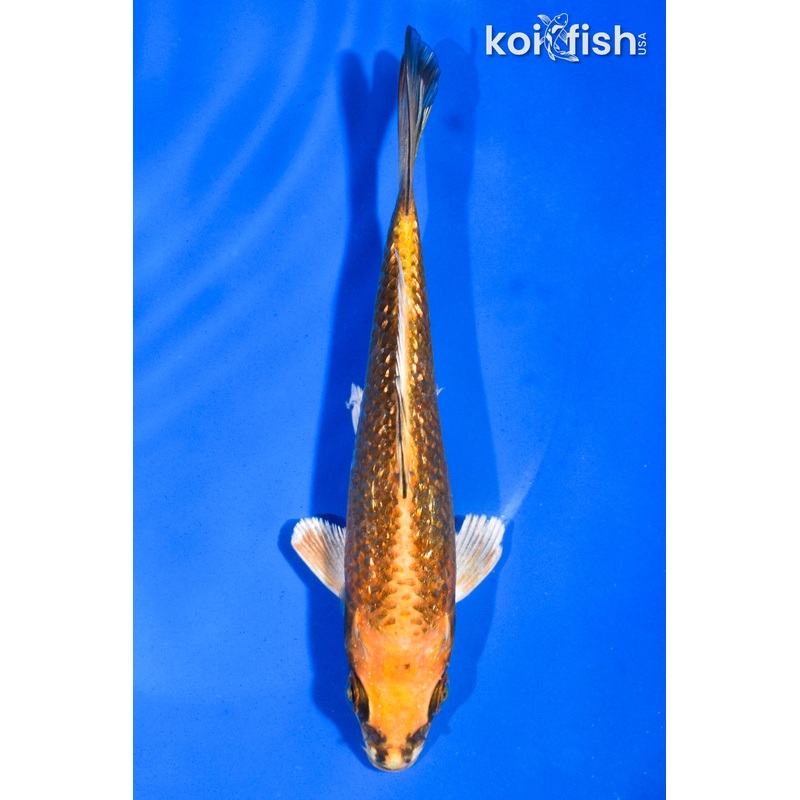 5.5" GINRIN ORENJI MATSUBA