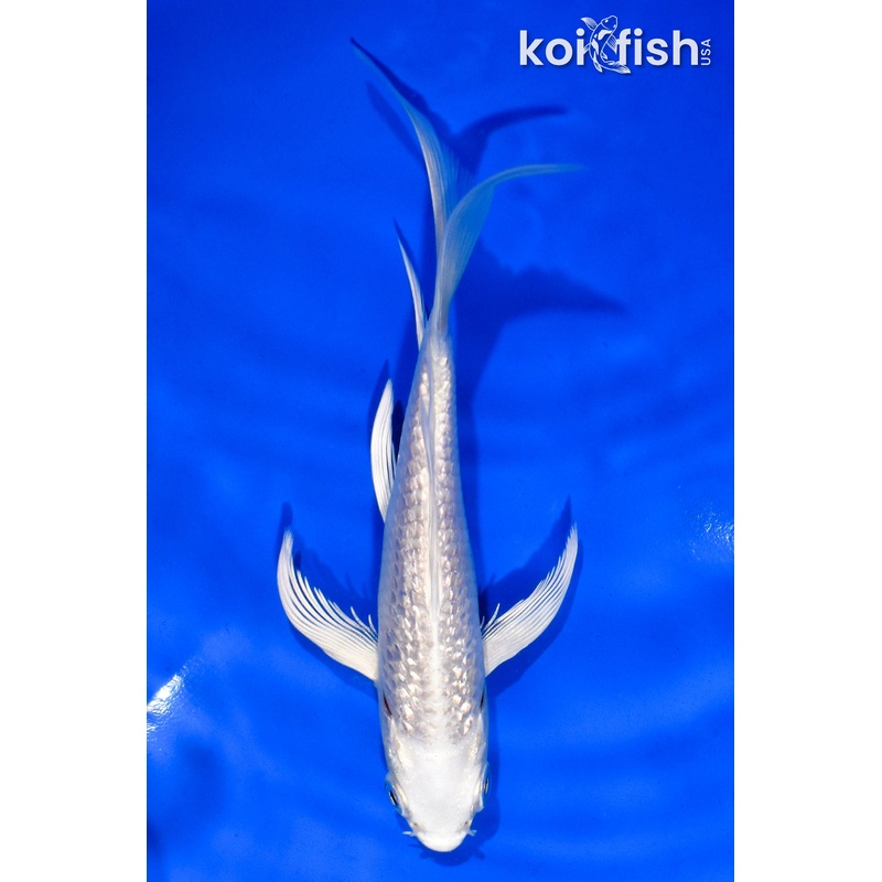5.5" GINRIN PLATINUM OGON BUTTERFLY