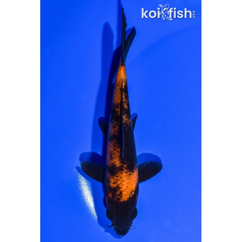 5.5" HI UTSURI