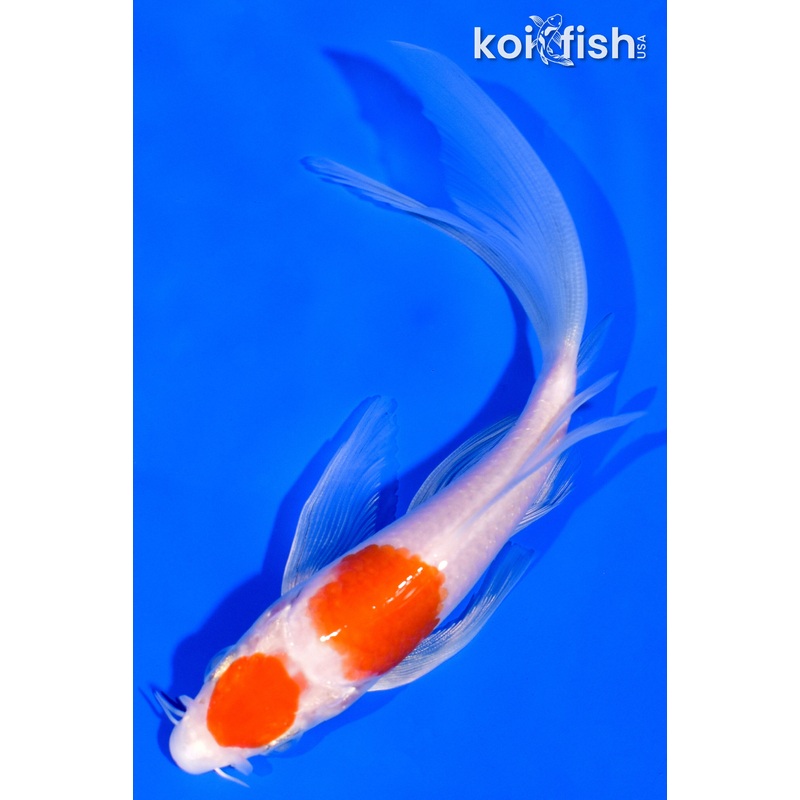 5.5" MARUTEN KOHAKU BUTTERFLY