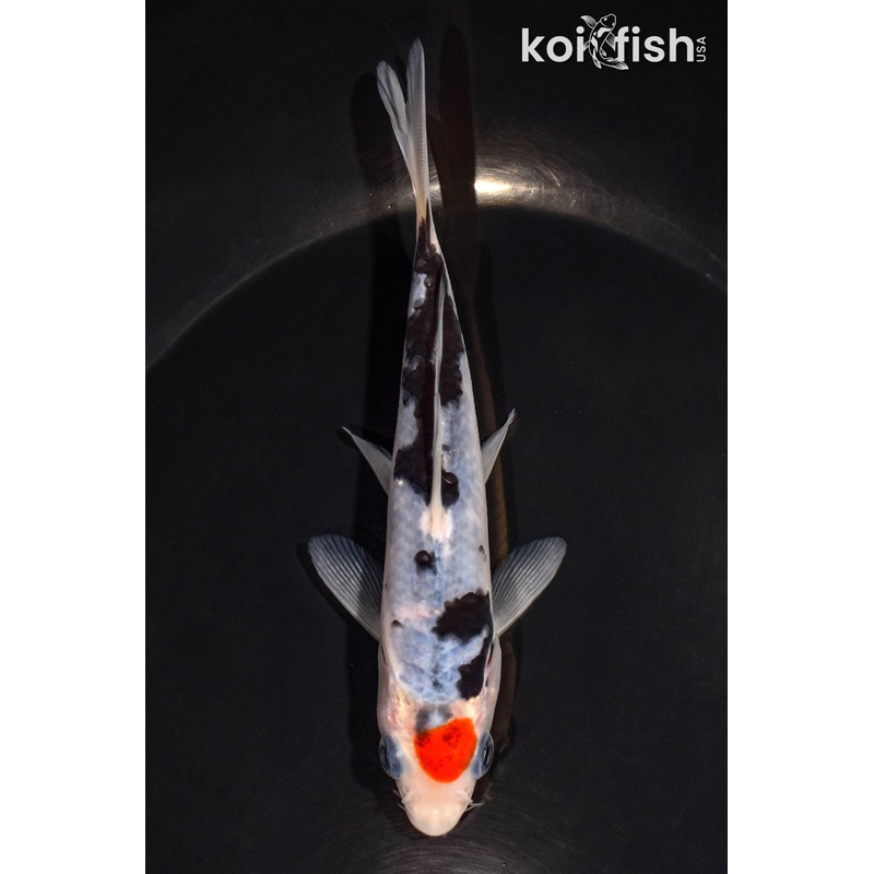 5.5" TANCHO SANKE