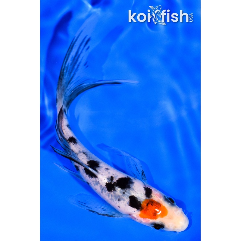 5.5" TANCHO SANKE BUTTERFLY