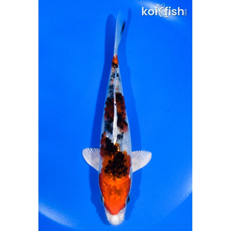 5.5" YAMATO NISHIKI