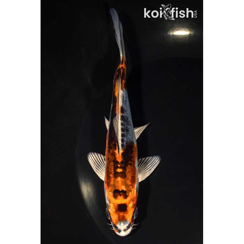 5.75" BENI KIKOKURYU