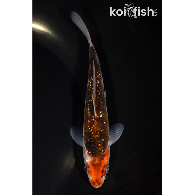 5.75" GINRIN GOROMO