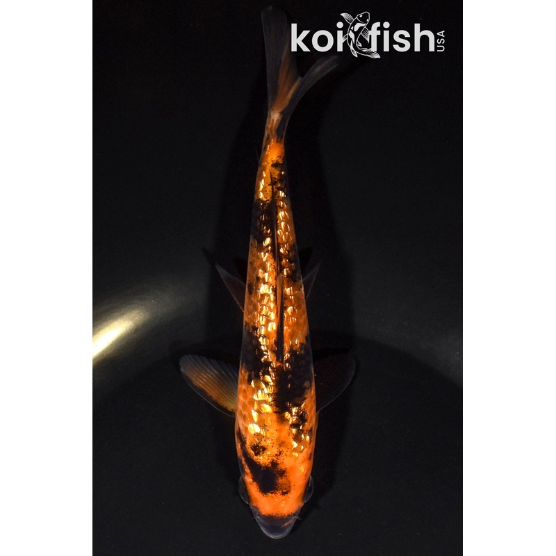 5.75" GINRIN HI UTSURI