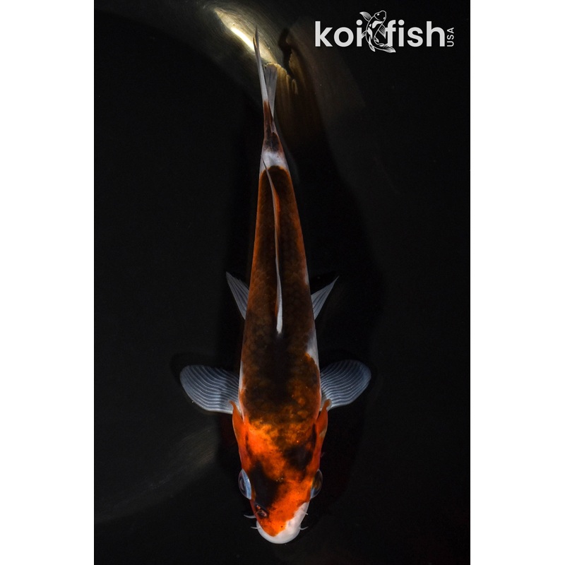 5.75" GOROMO