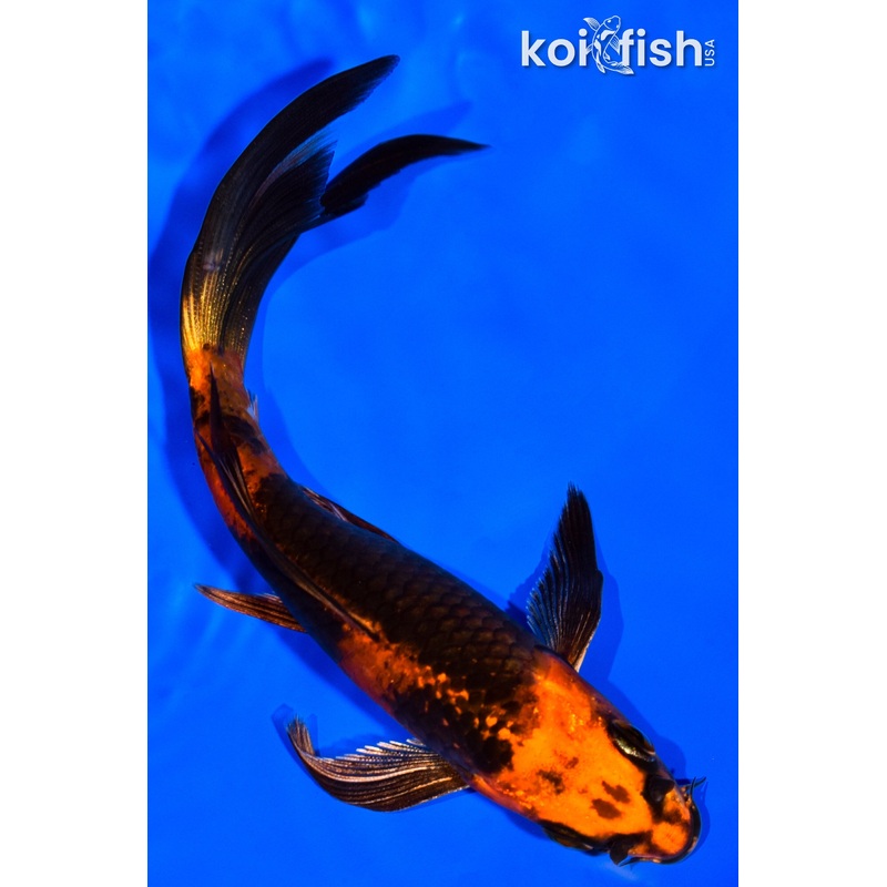 5.75" KIN HI UTSURI BUTTERFLY