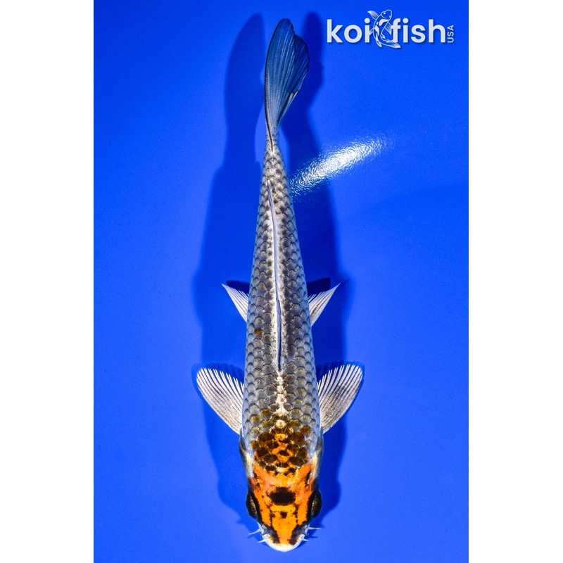 5.75" KUJAKU