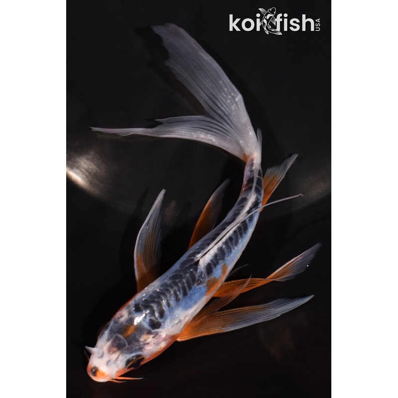 5.75" SHUSUI BUTTERFLY