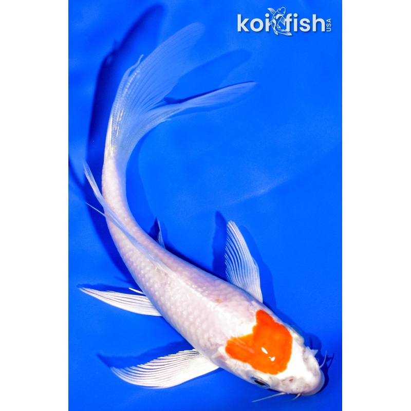 5.75" TANCHO HARIWAKE BUTTERFLY