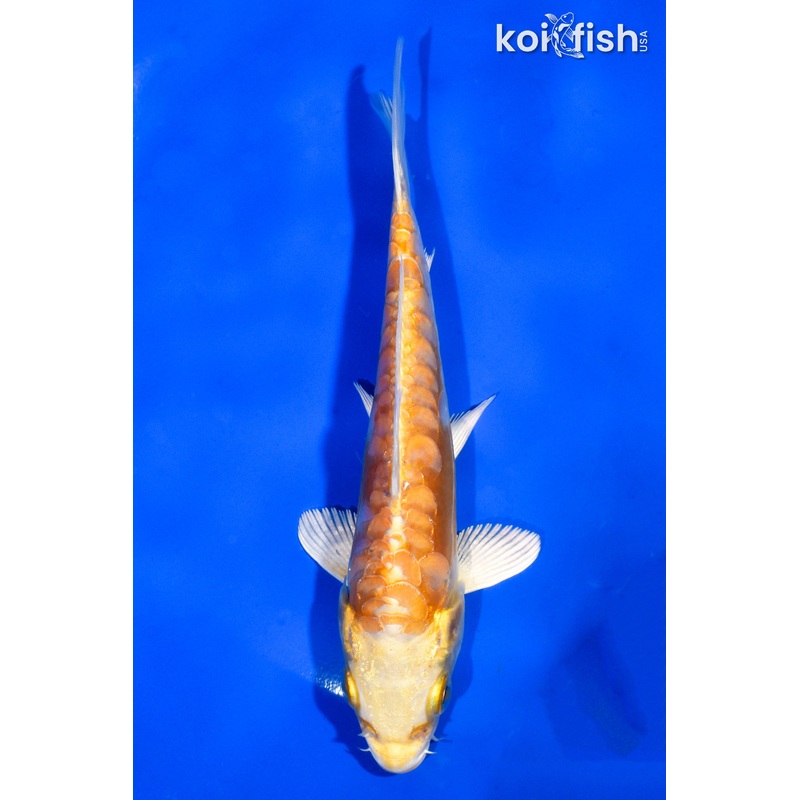5" DOITSU YAMABUKI OGON
