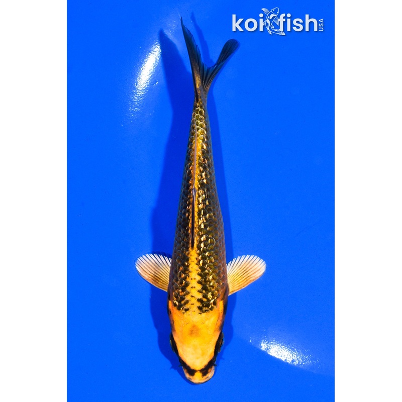 5" GINRIN ORENJI MATSUBA