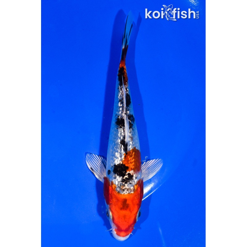 5" GINRIN YAMATO NISHIKI