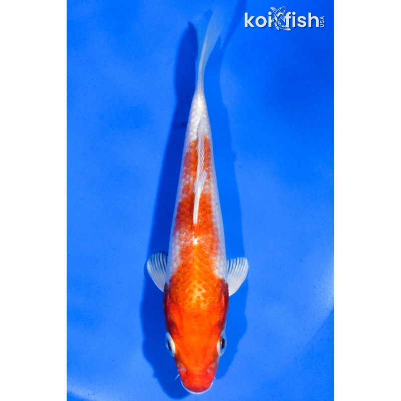 5" HARIWAKE