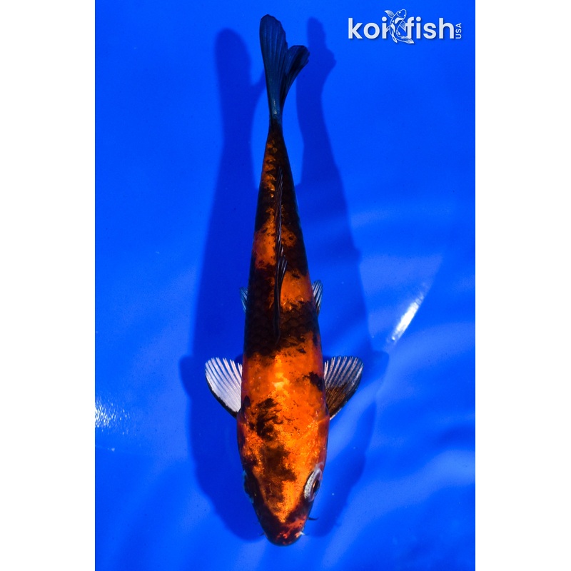 5" KIN HI SHOWA