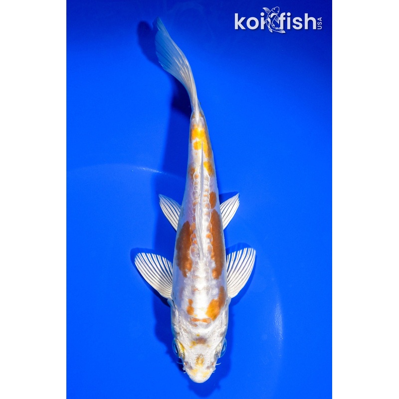 6.25" DOITSU HARIWAKE