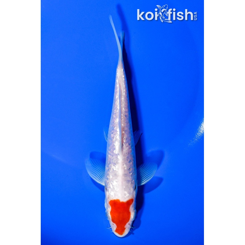 6.25"  GINRIN TANCHO KOHAKU