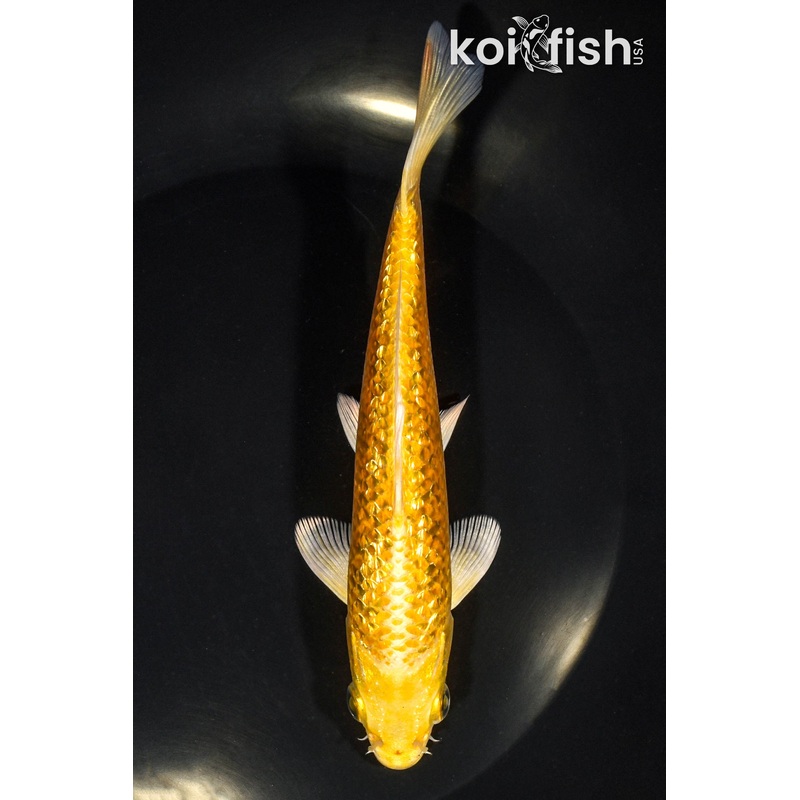 6.25" GINRIN YAMABUKI OGON