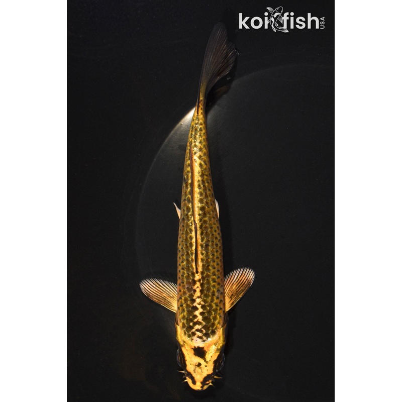 6.25" KI MATSUBA