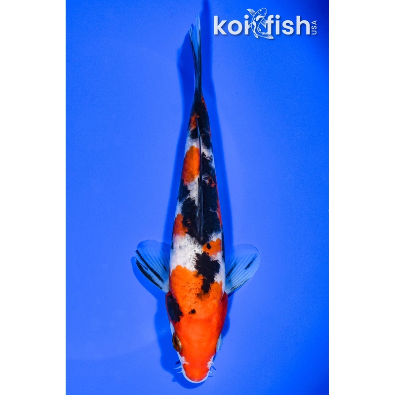 6.25" SANKE