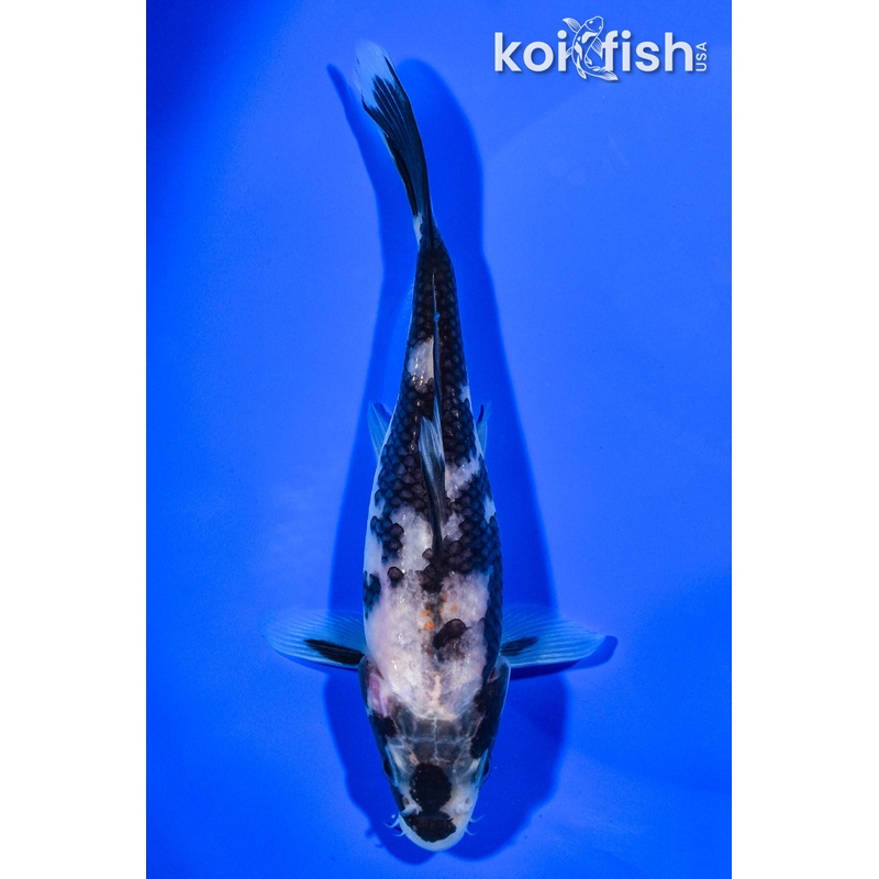 6.25" SHIRO UTSURI