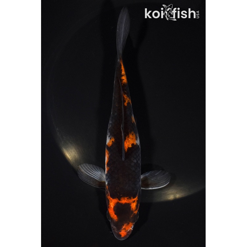 6.25" SHOWA
