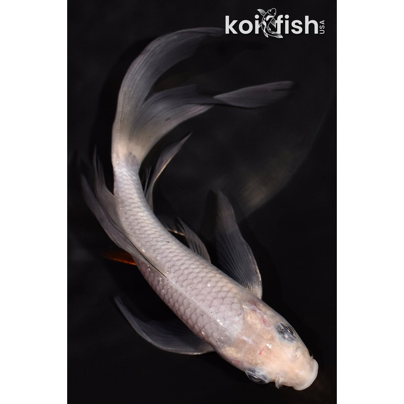 6.25" SORAGOI BUTTERFLY