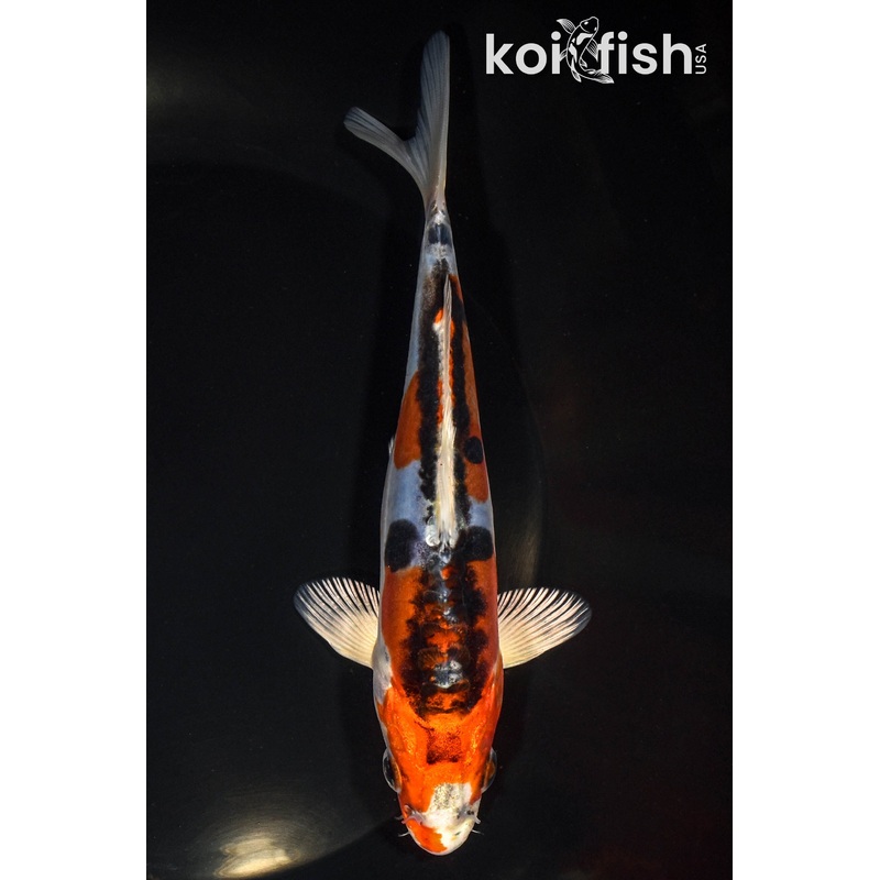 6.5" BENI KIKOKURYU