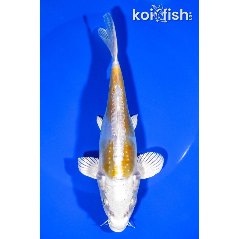 6.5" DOITSU HARIWAKE