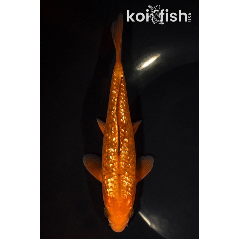 6.5" GINRIN CHAGOI