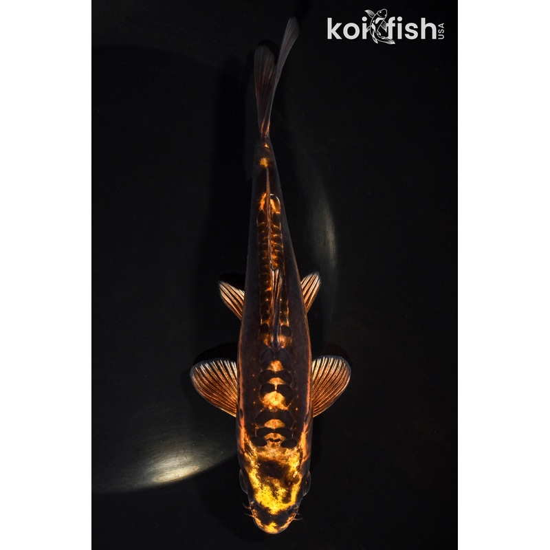6.5" KIN KIKOKURYU