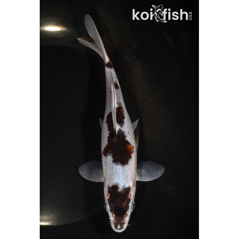 6.75" BUDO GOROMO