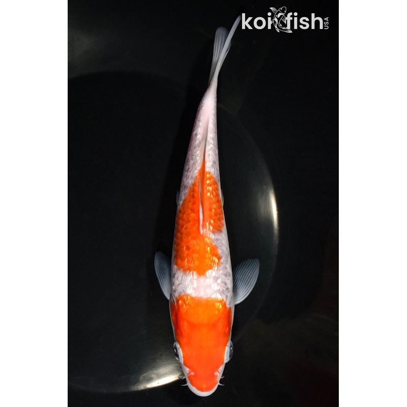 6.75" GINRIN KOHAKU
